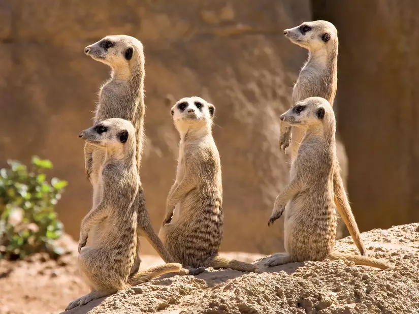 Meerkats-members-mongoose-family-Africa-lowlands.png