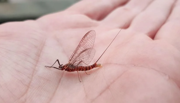 Mayfly