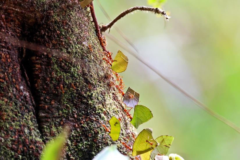 leaf-cutter-ants.jpg