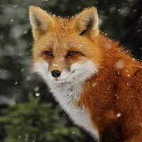 FGSM-Fast Gradient Sign Method : Adversarial Examples - Viblo