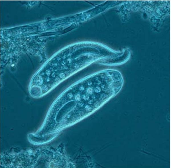 protozoa.jpg
