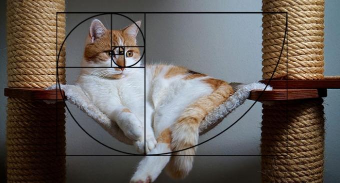 fibonacci-composition-cats-furbonacci-url-9-700-bb-baaacZMN6d.jpg