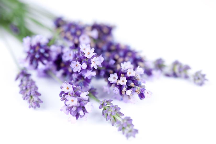 hoa-lavender-kho-2(5).jpg