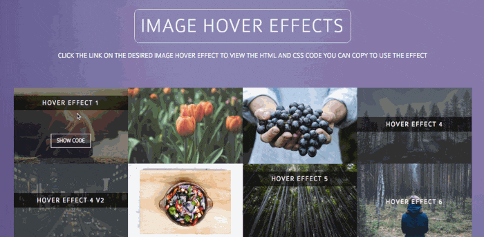 image-hover-effects.gif