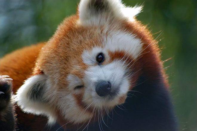 https://www.reddit.com/r/redpandas/comments/i5jn9p/wink/